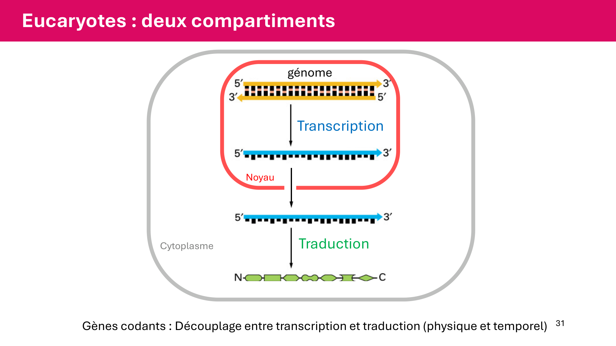 Cours 5 — ARN et transcription page 31
