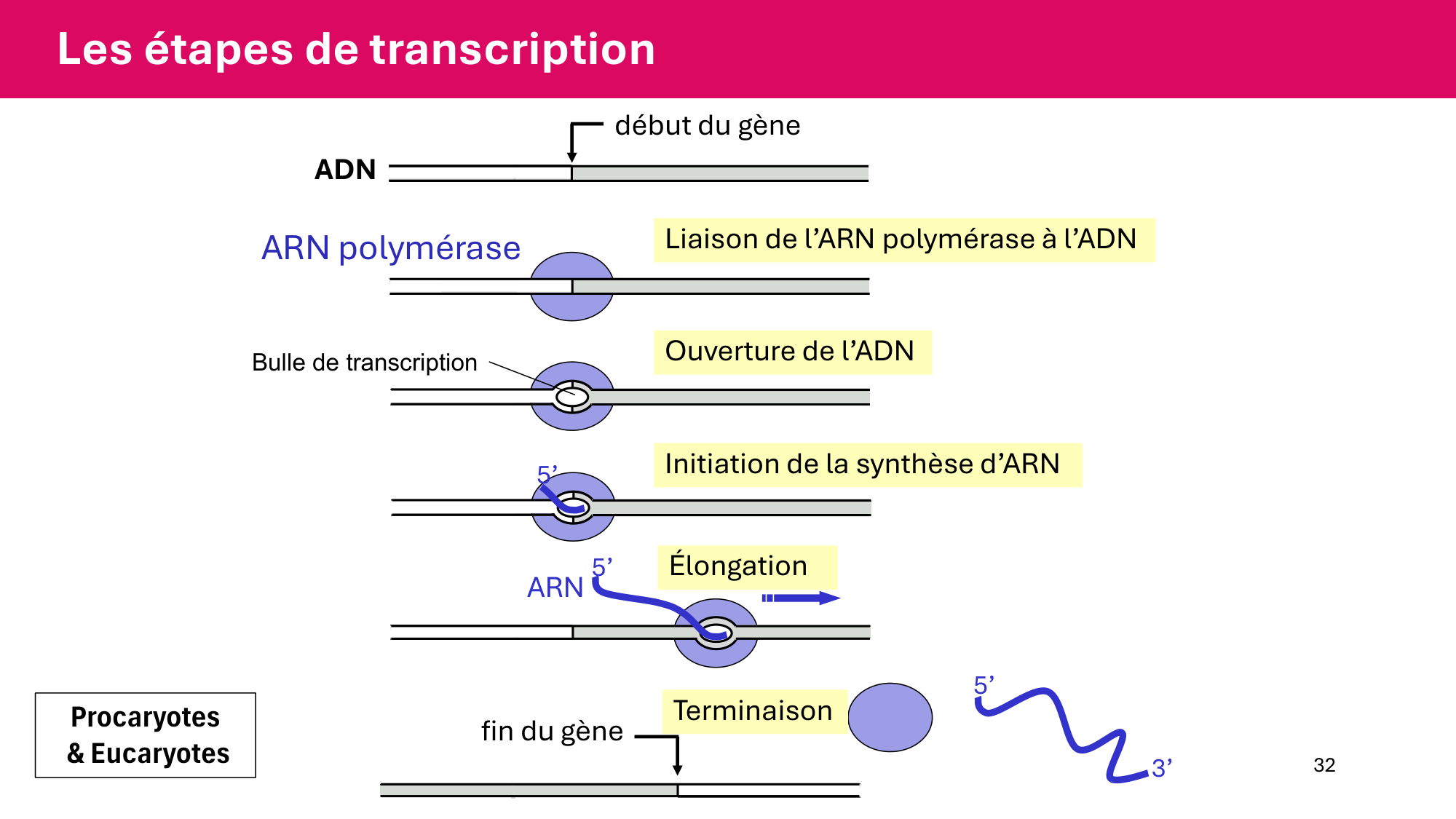 Cours 5 — ARN et transcription page 32