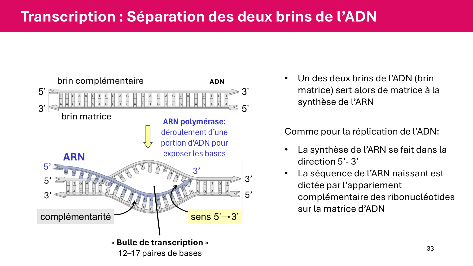 Cours 5 — ARN et transcription page 33