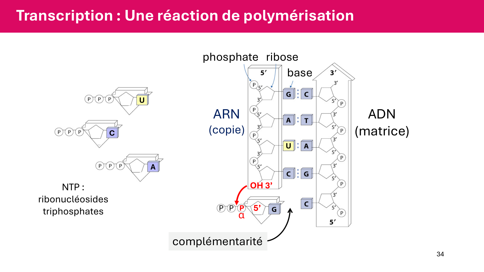 Cours 5 — ARN et transcription page 34