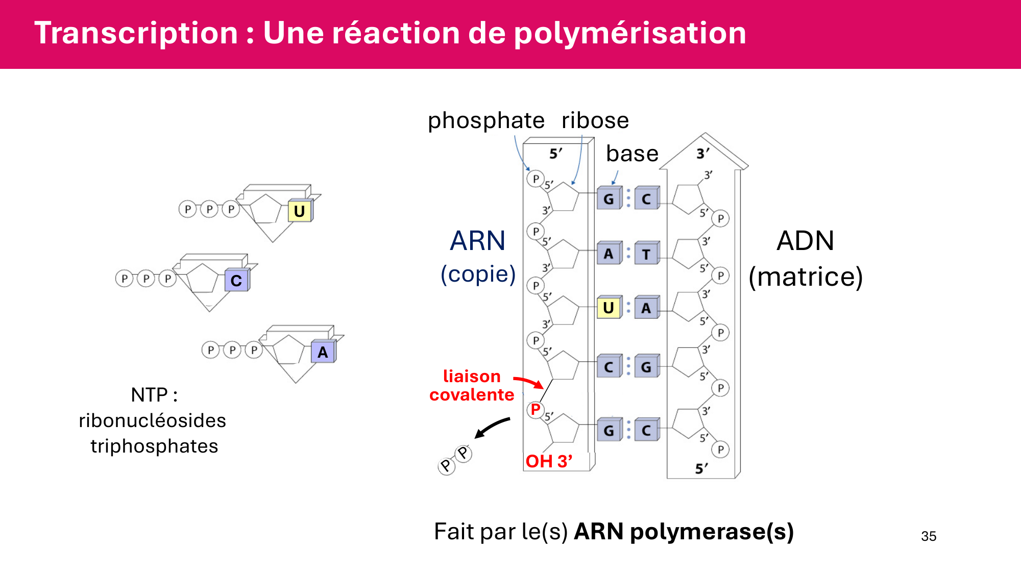 Cours 5 — ARN et transcription page 35