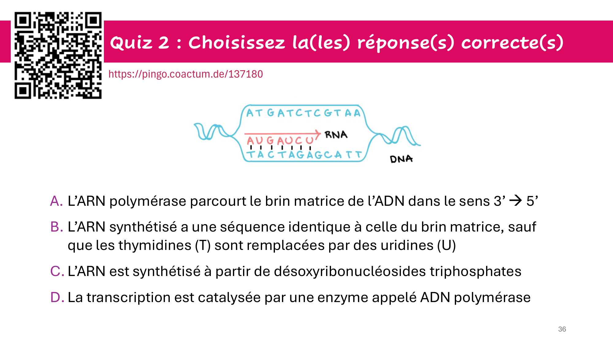 Cours 5 — ARN et transcription page 36