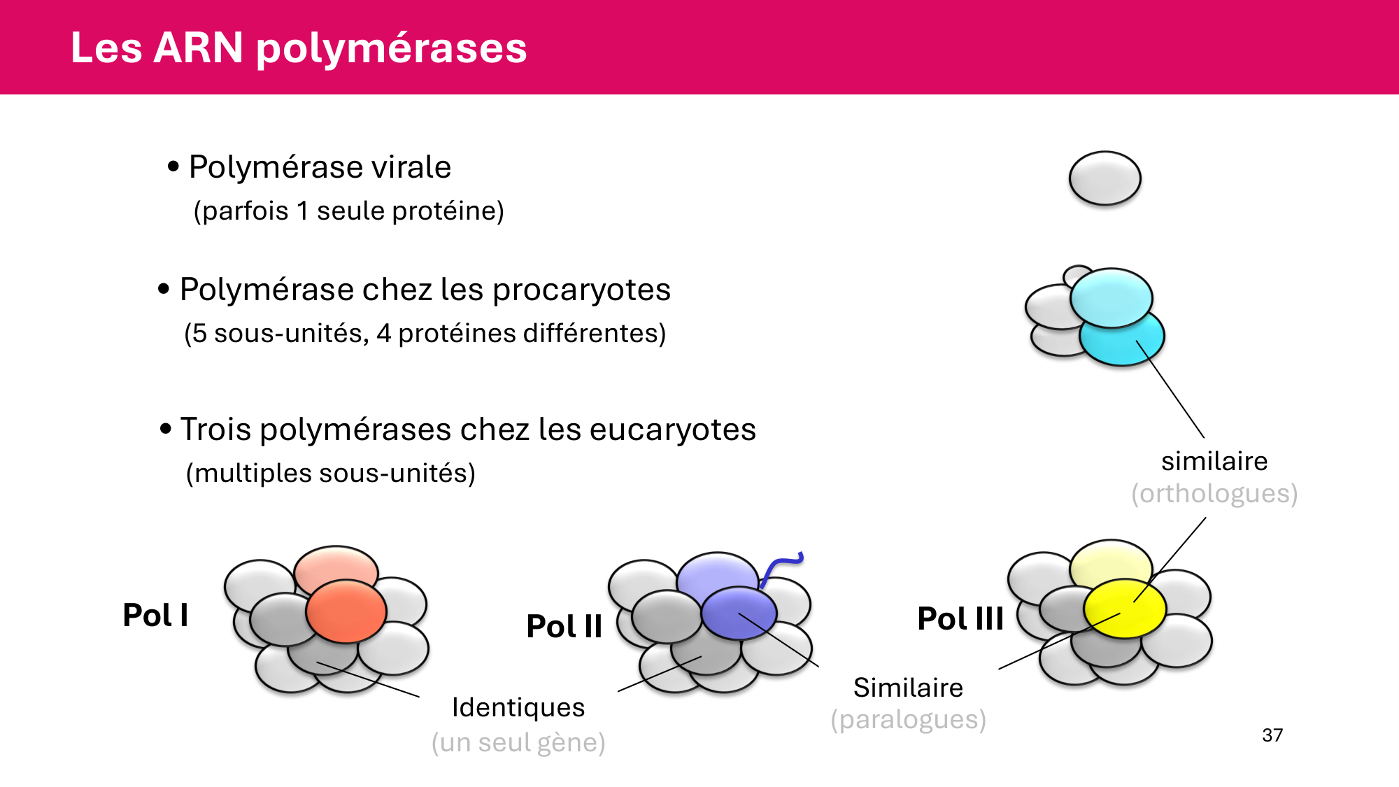 Cours 5 — ARN et transcription page 37