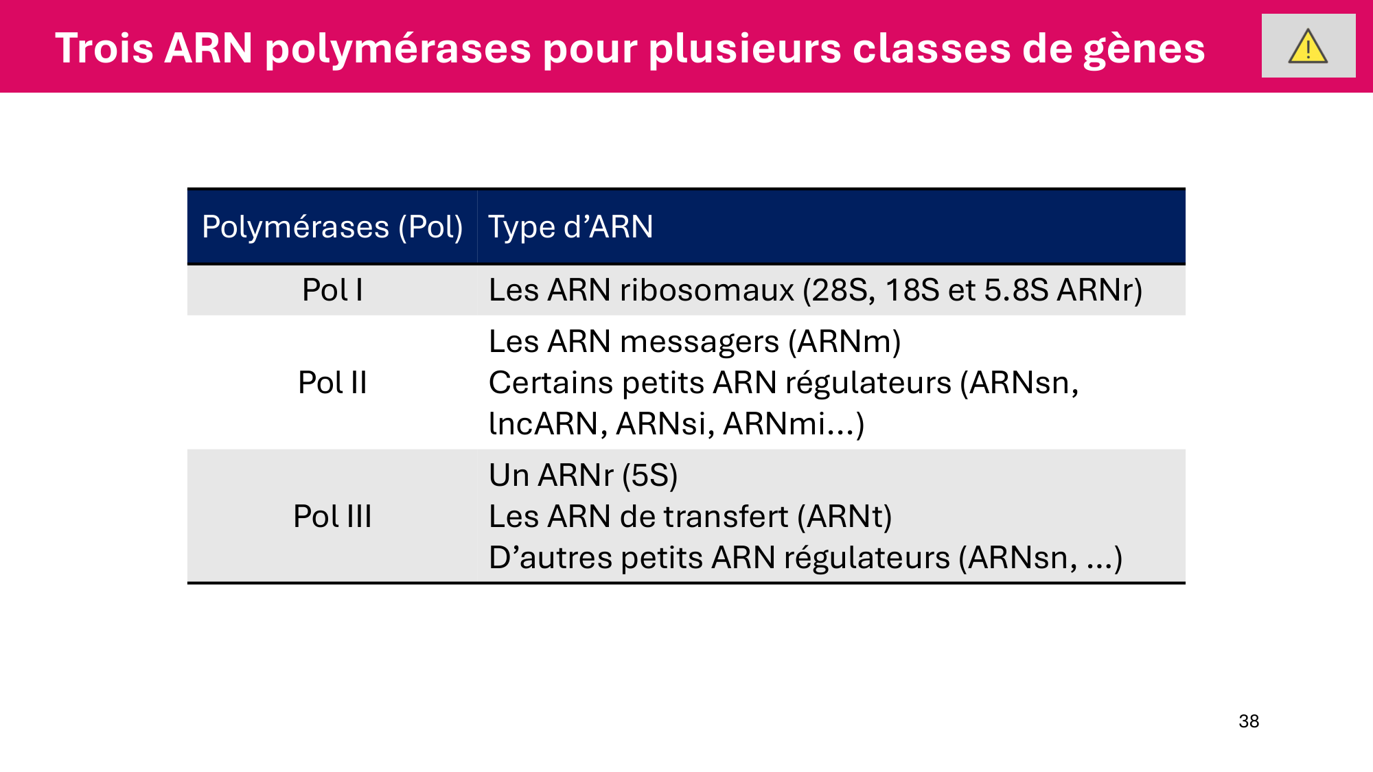 Cours 5 — ARN et transcription page 38