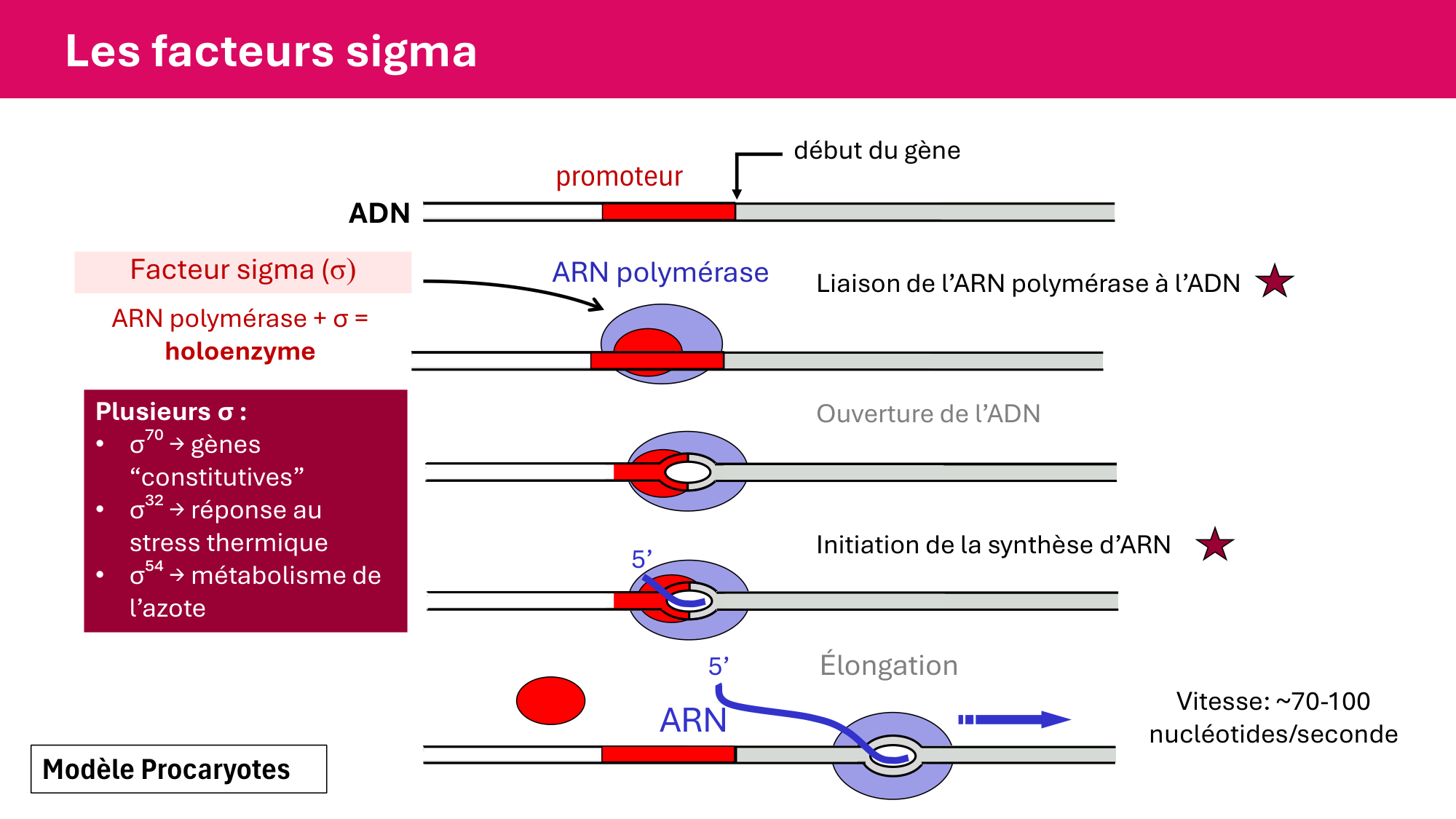 Cours 5 — ARN et transcription page 39
