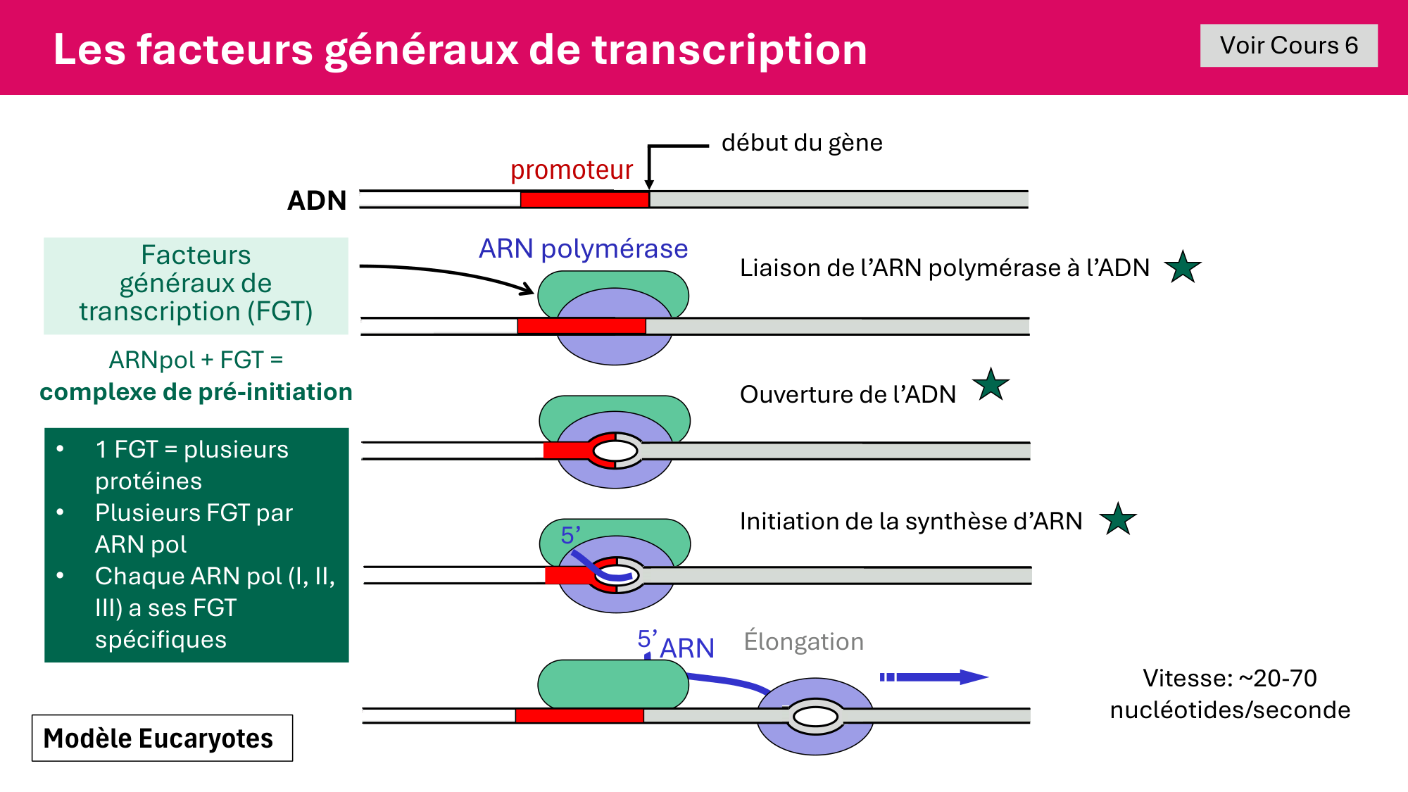 Cours 5 — ARN et transcription page 40