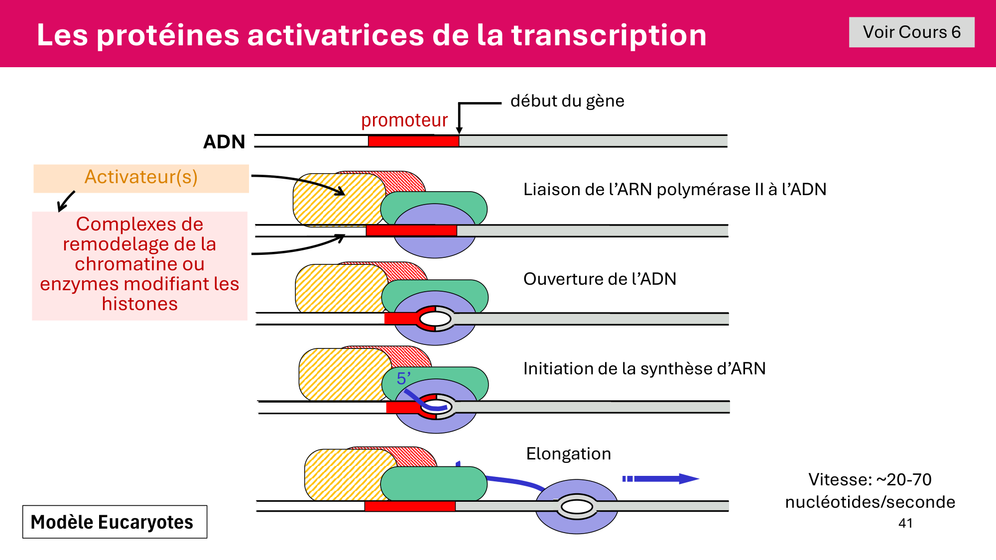 Cours 5 — ARN et transcription page 41