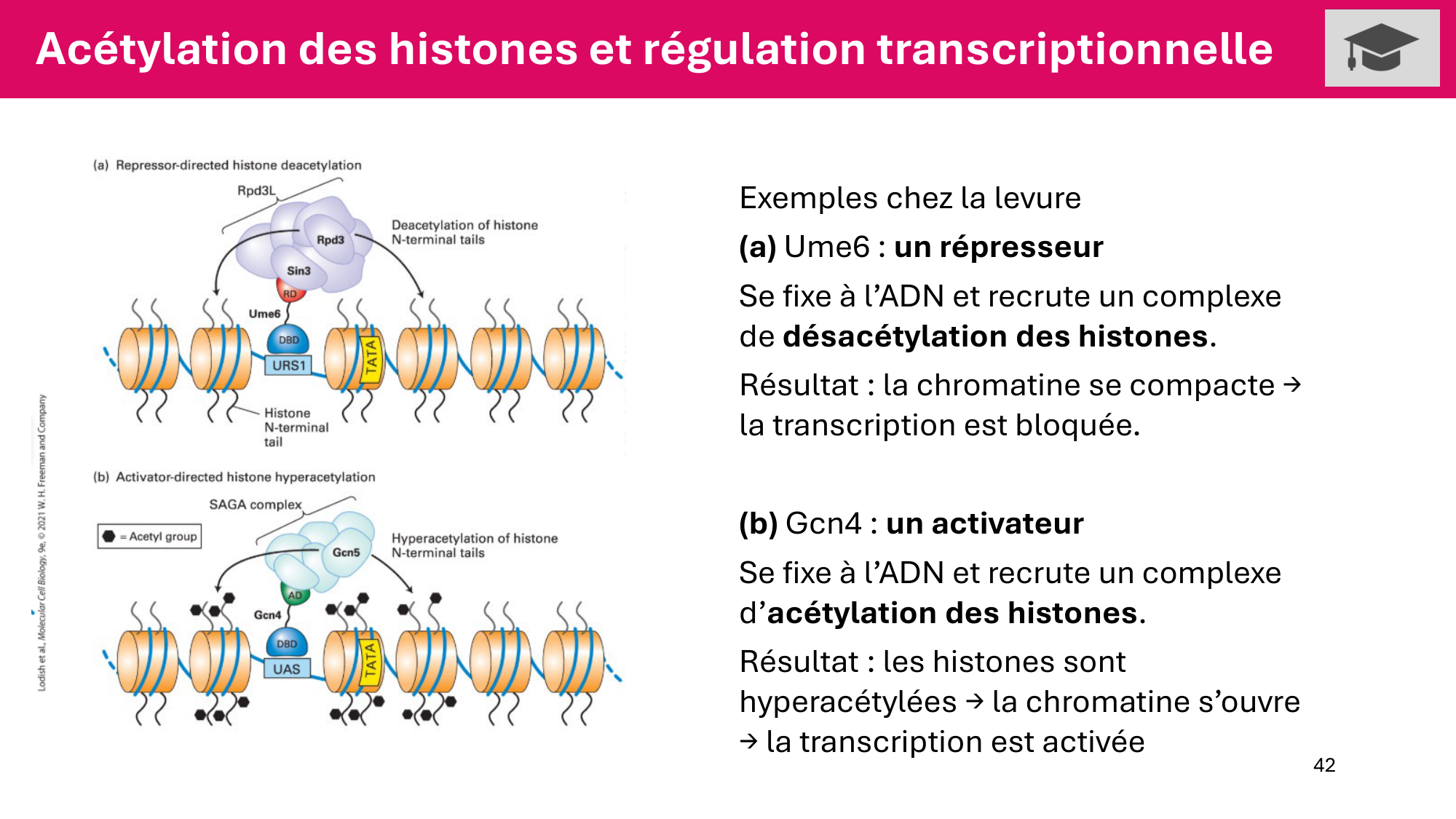 Cours 5 — ARN et transcription page 42