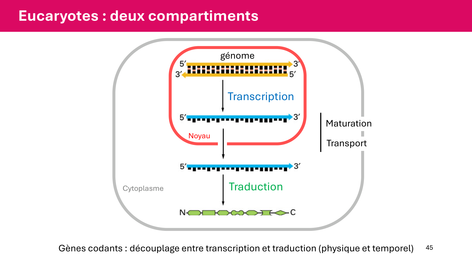 Cours 5 — ARN et transcription page 45