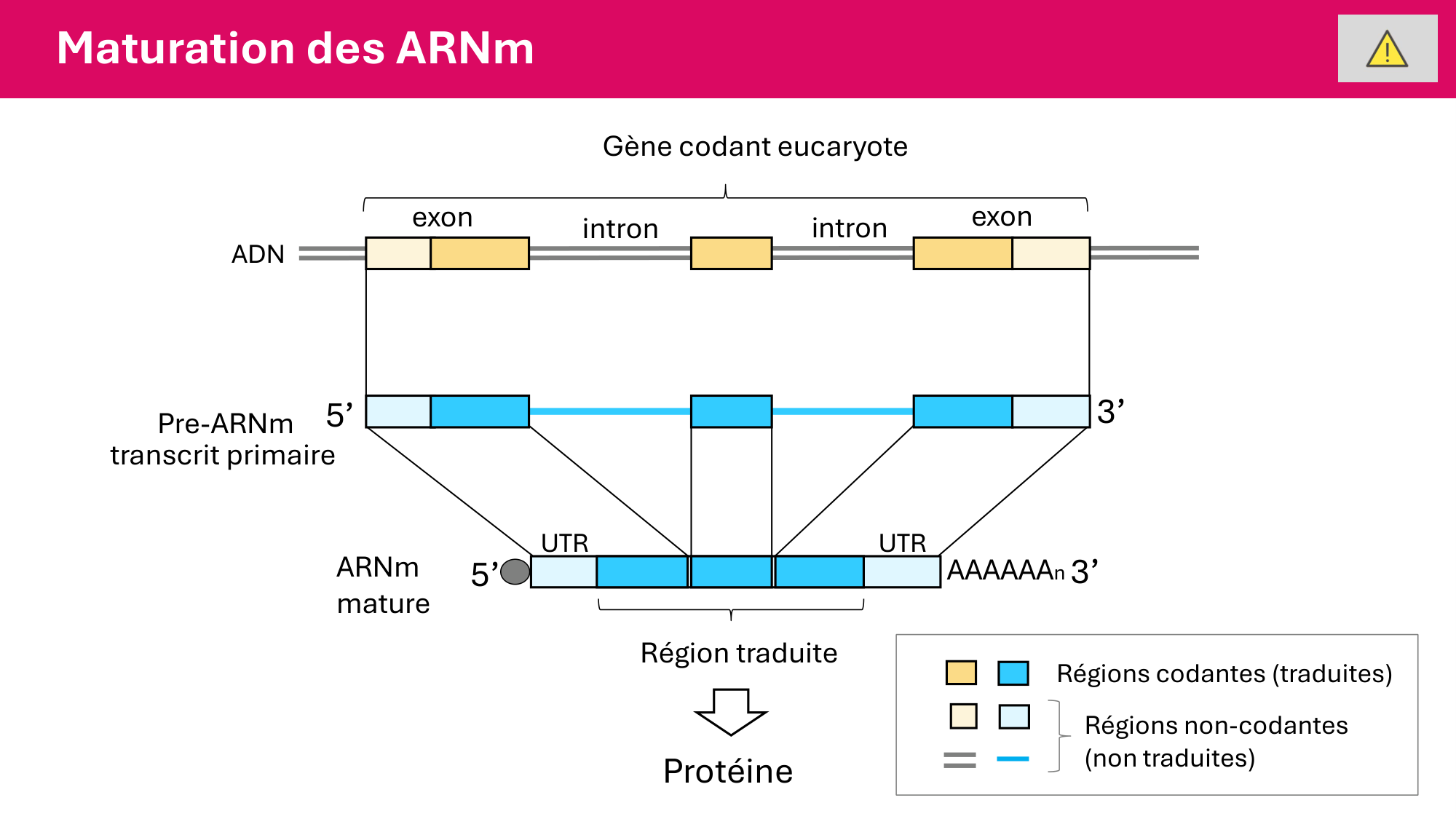 Cours 5 — ARN et transcription page 47
