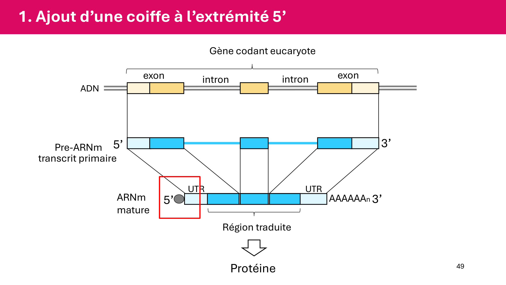 Cours 5 — ARN et transcription page 49