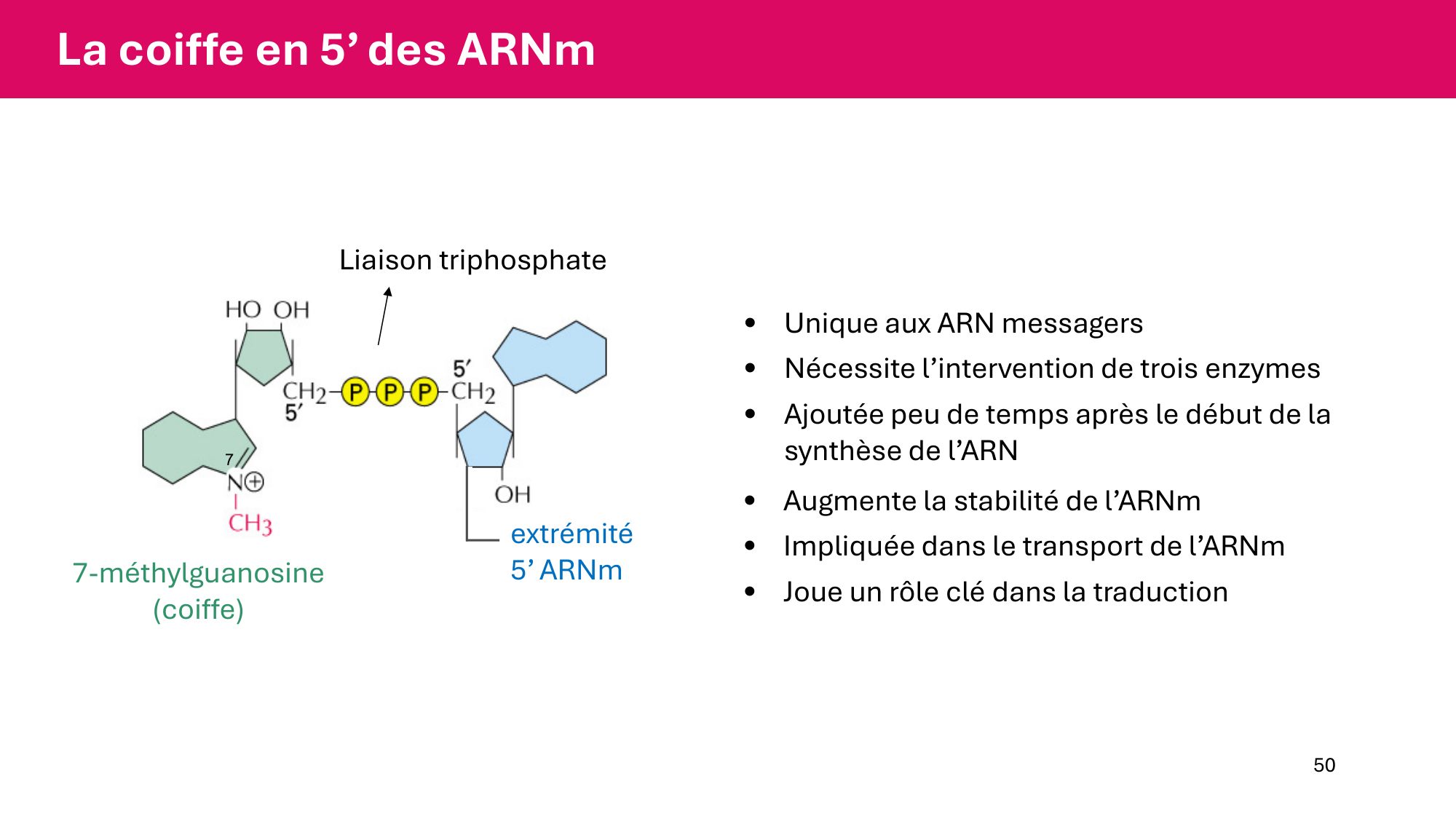 Cours 5 — ARN et transcription page 50