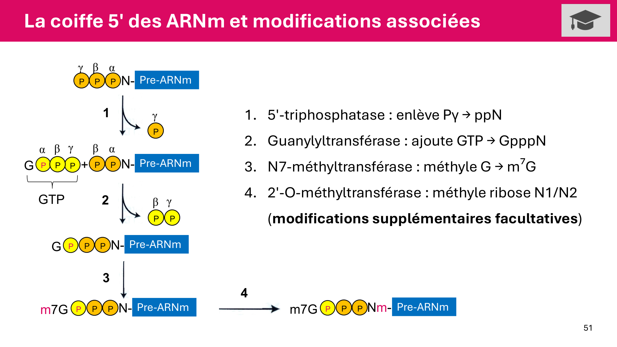 Cours 5 — ARN et transcription page 51