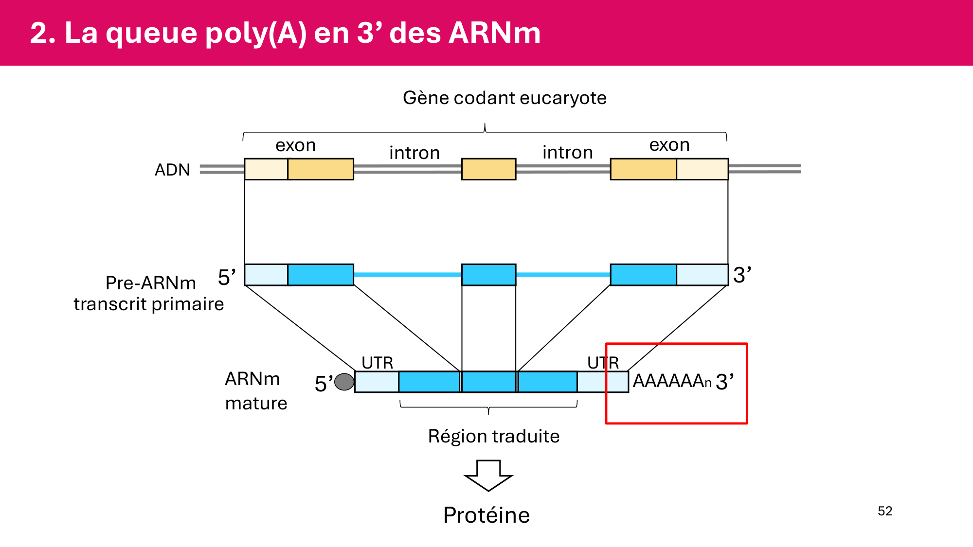 Cours 5 — ARN et transcription page 52