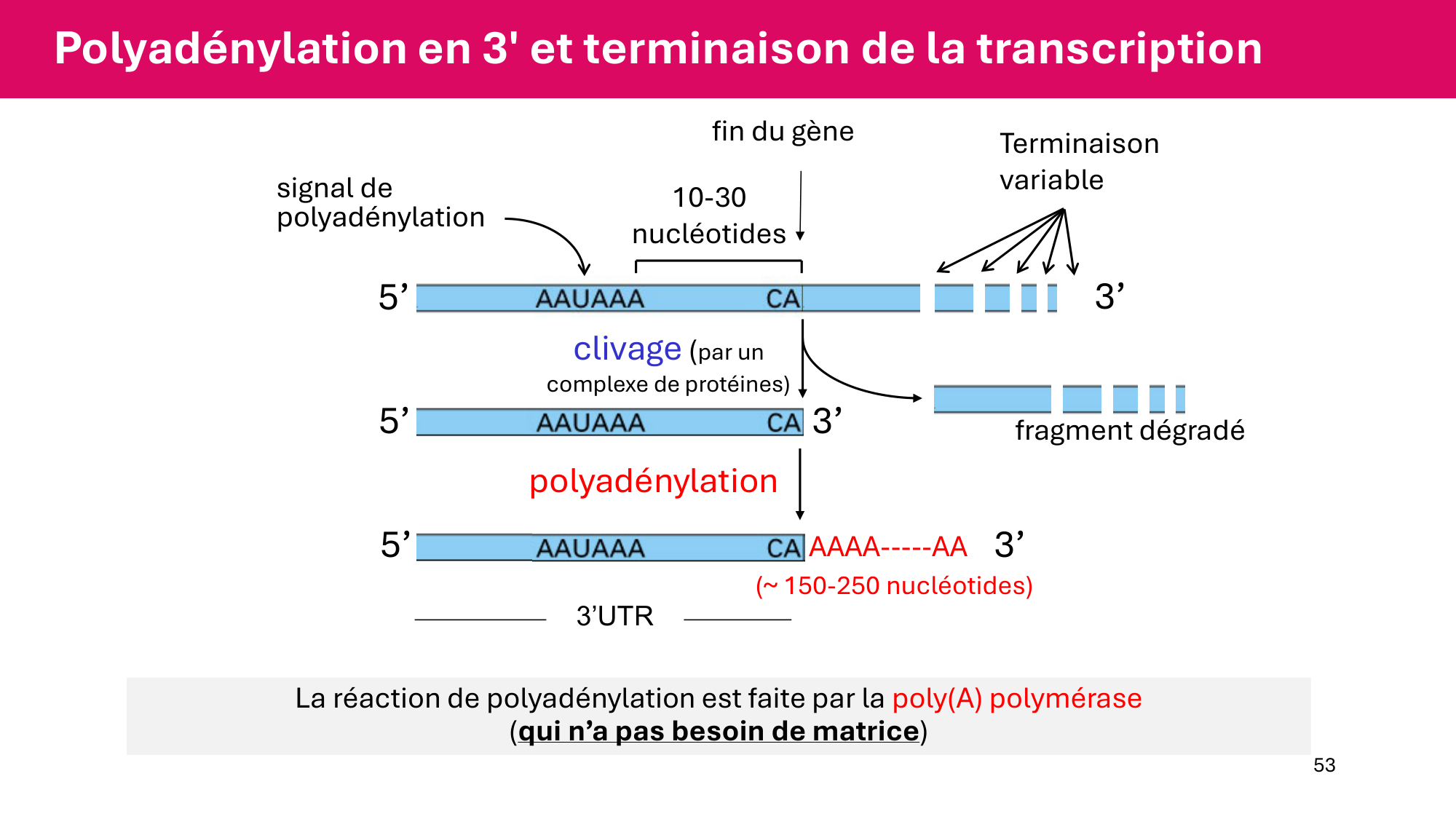 Cours 5 — ARN et transcription page 53