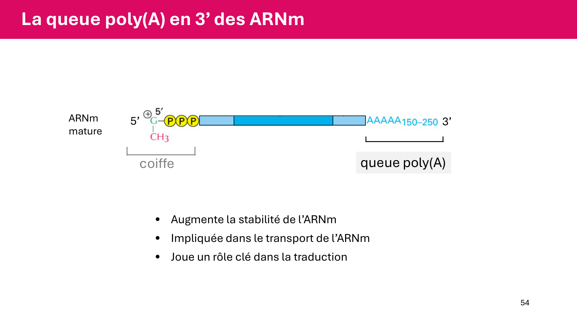 Cours 5 — ARN et transcription page 54