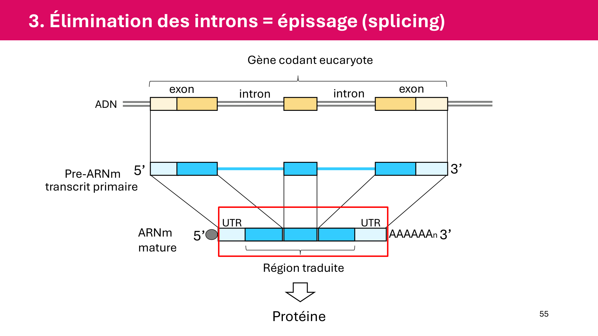 Cours 5 — ARN et transcription page 55