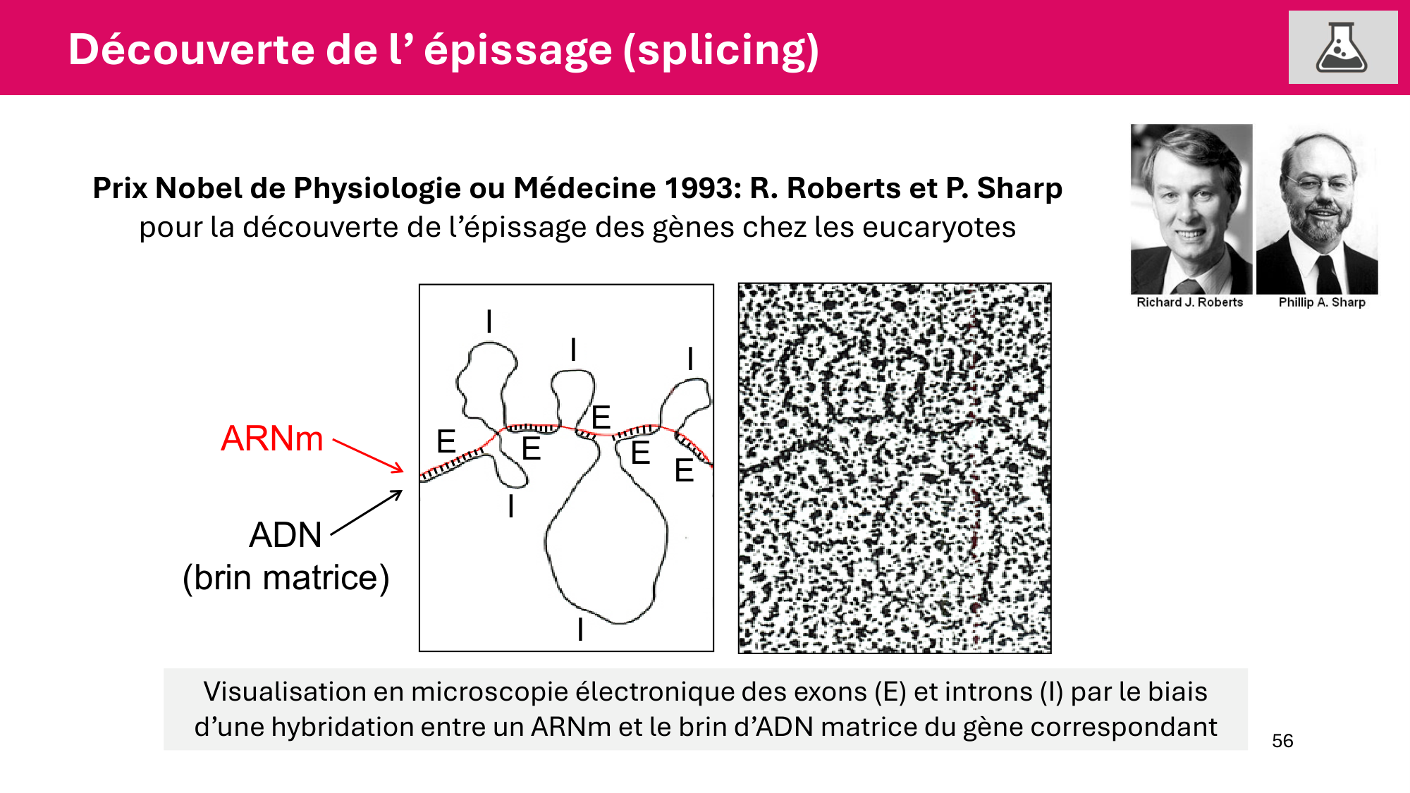 Cours 5 — ARN et transcription page 56