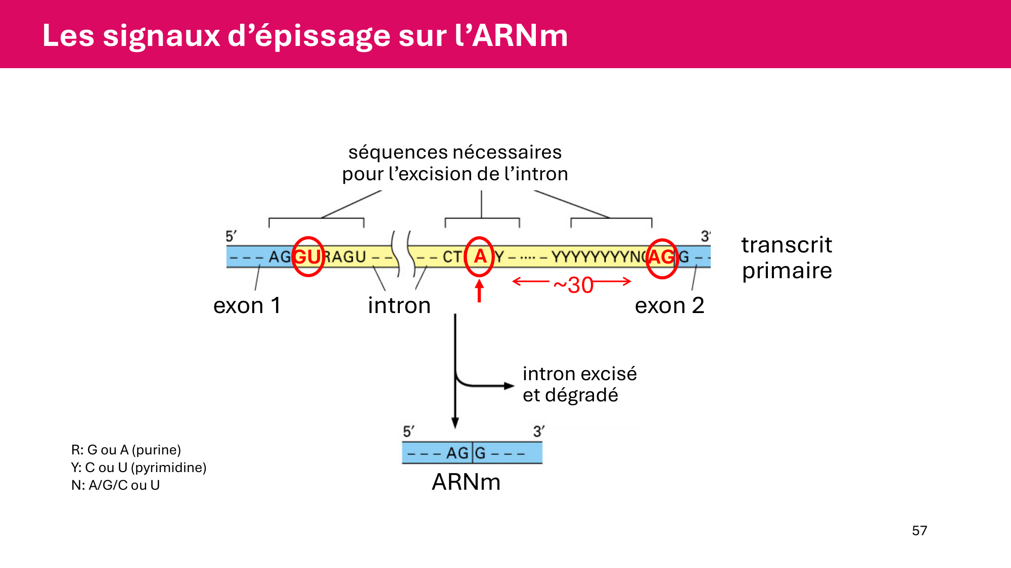 Cours 5 — ARN et transcription page 57