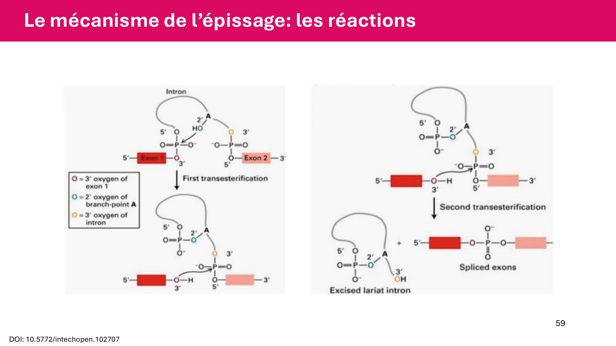 Cours 5 — ARN et transcription page 59