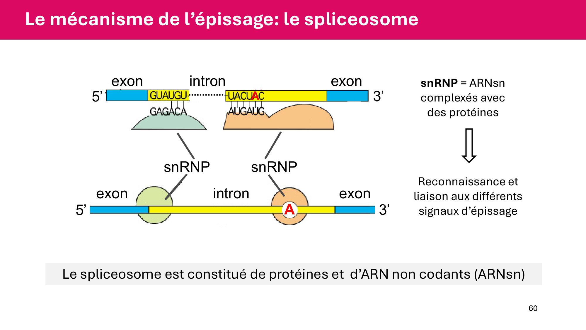 Cours 5 — ARN et transcription page 60