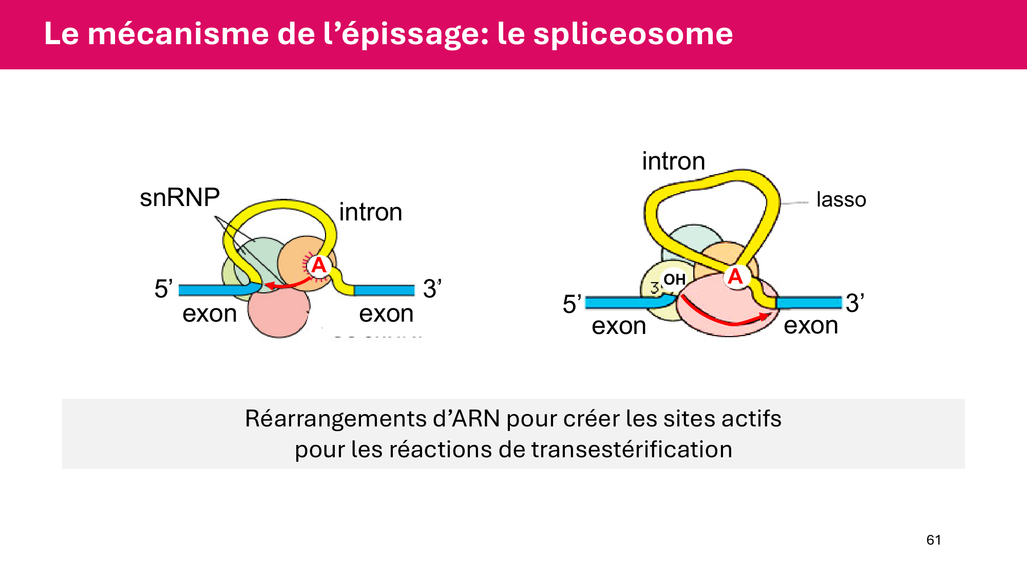 Cours 5 — ARN et transcription page 61
