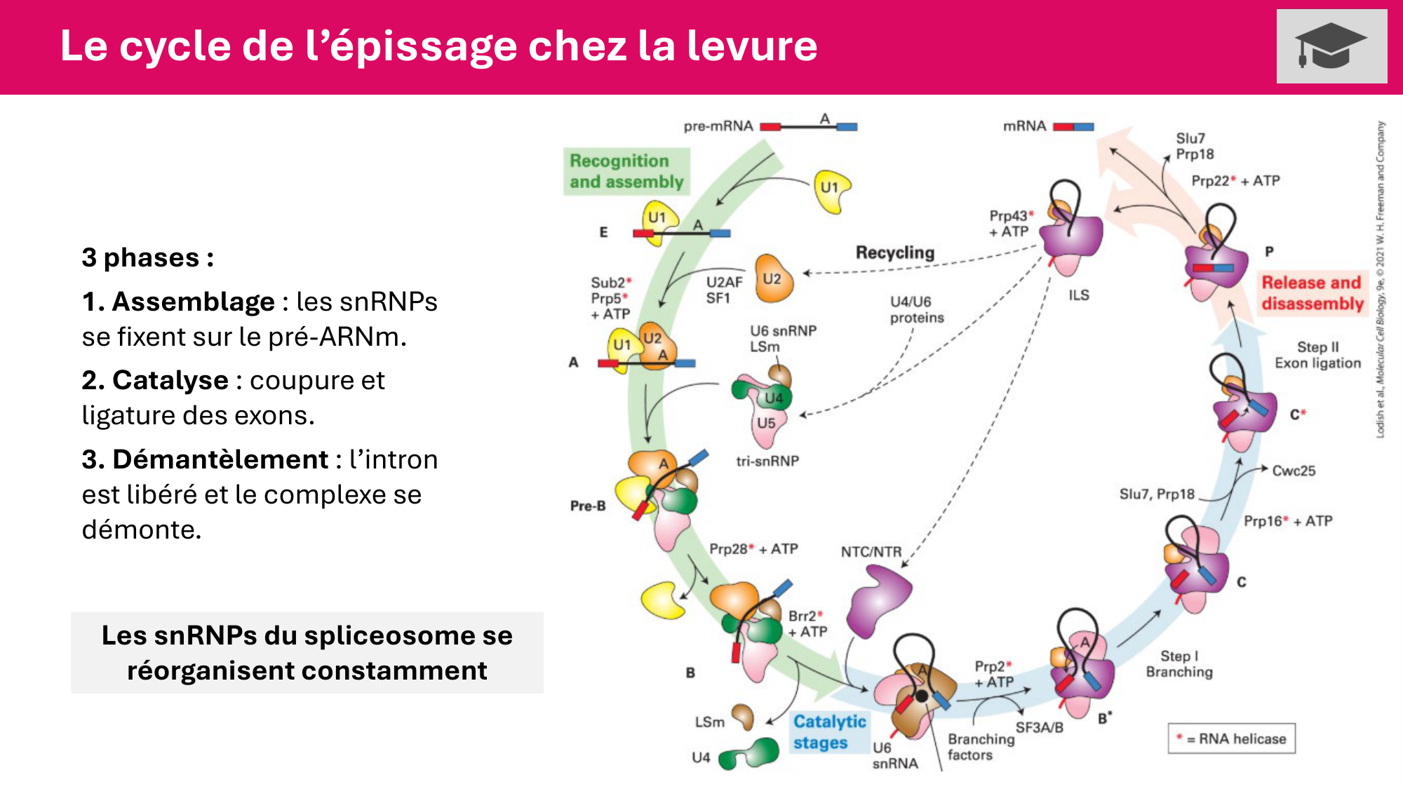 Cours 5 — ARN et transcription page 62