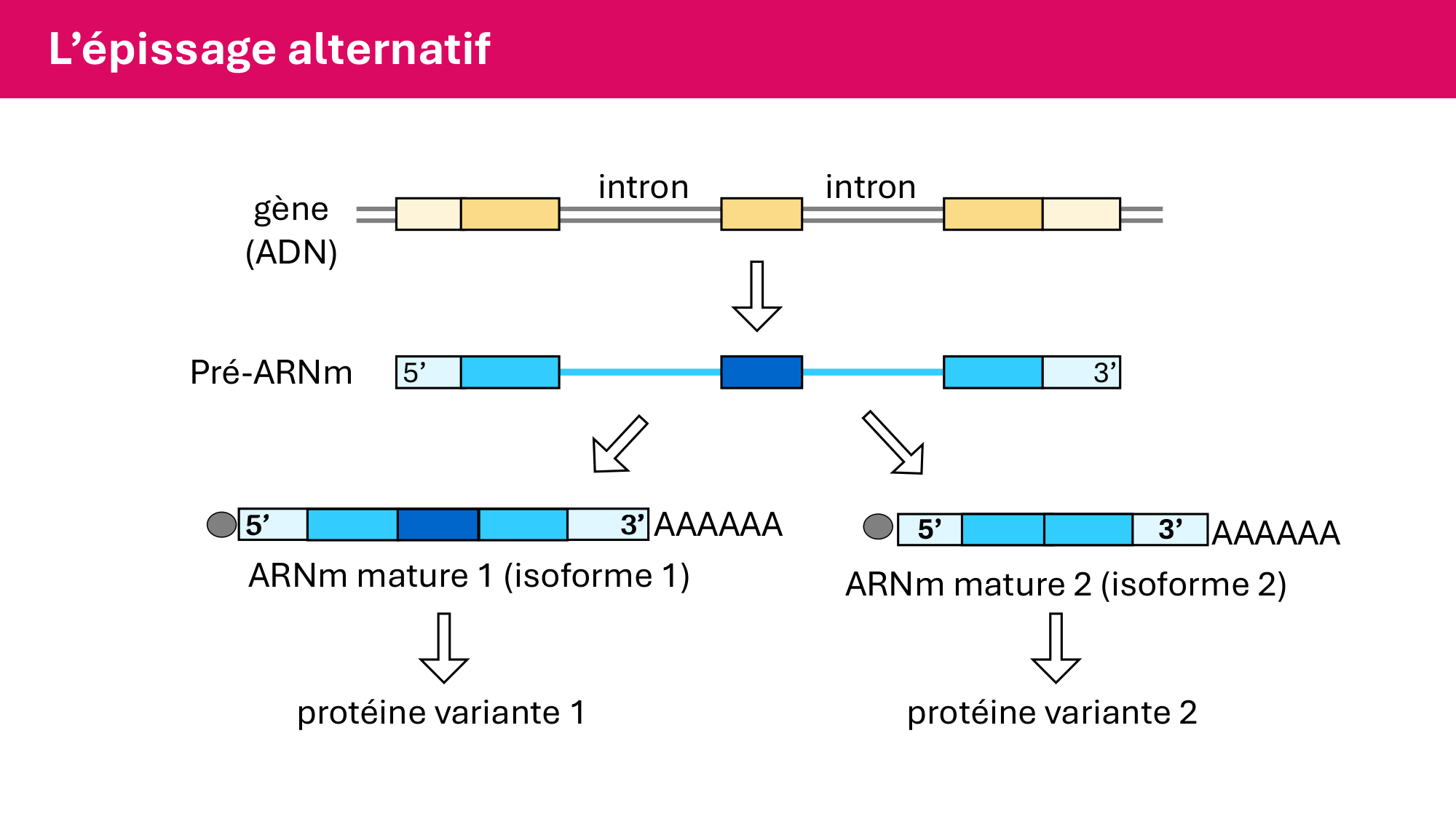 Cours 5 — ARN et transcription page 63