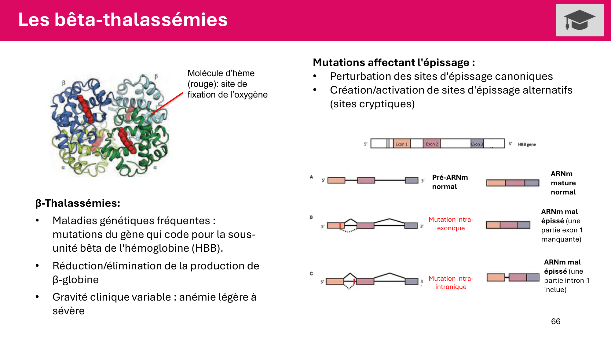 Cours 5 — ARN et transcription page 66