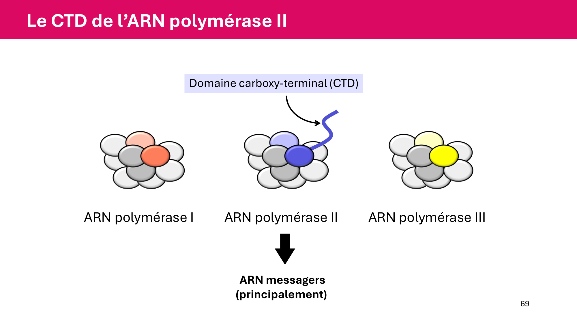 Cours 5 — ARN et transcription page 69