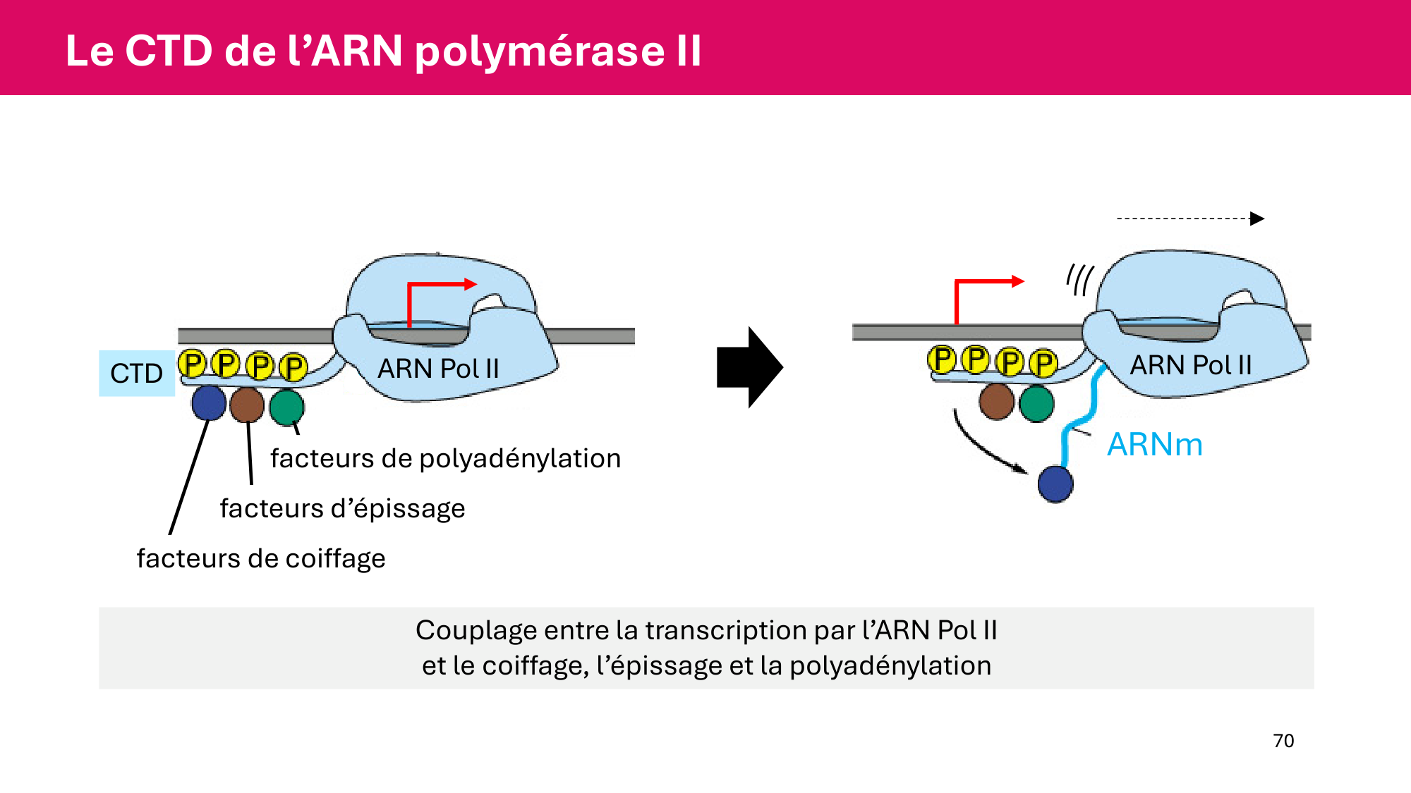 Cours 5 — ARN et transcription page 70