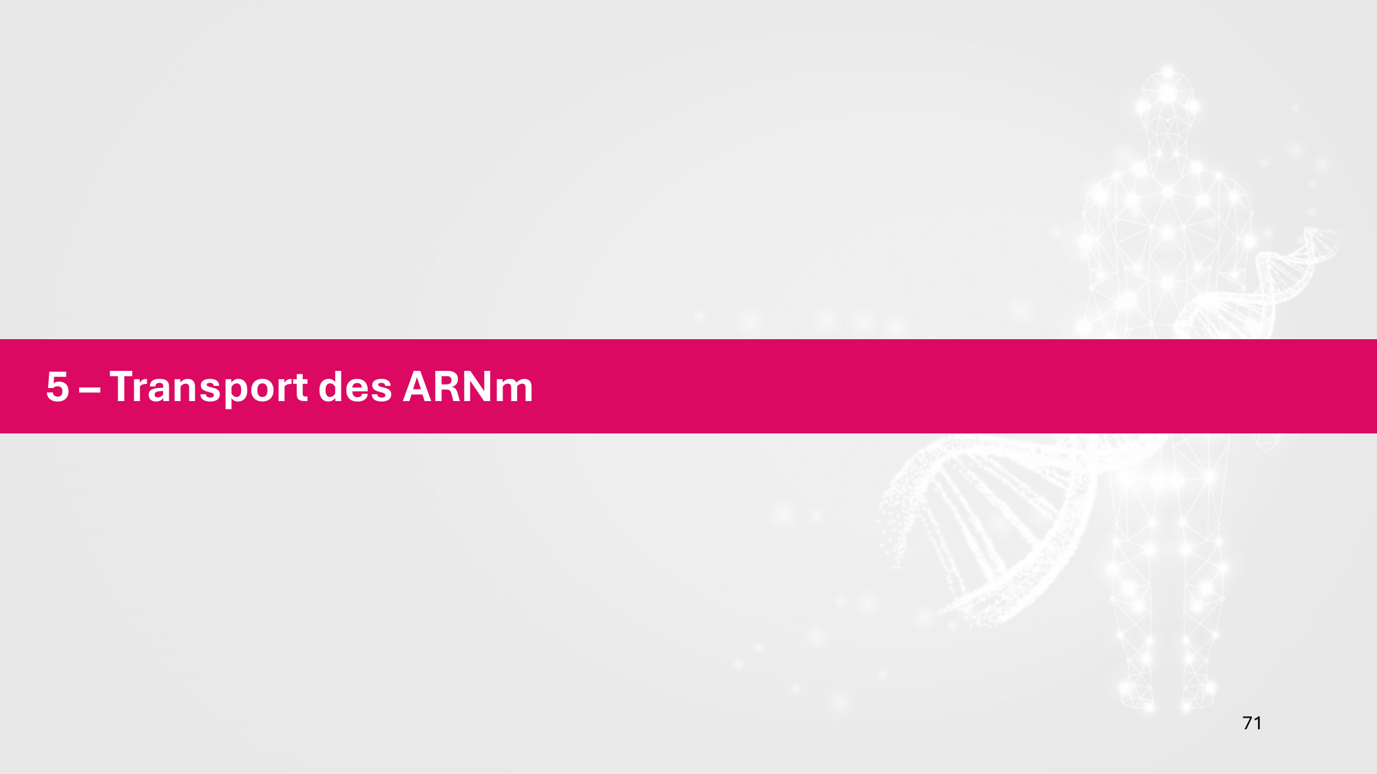 Cours 5 — ARN et transcription page 71