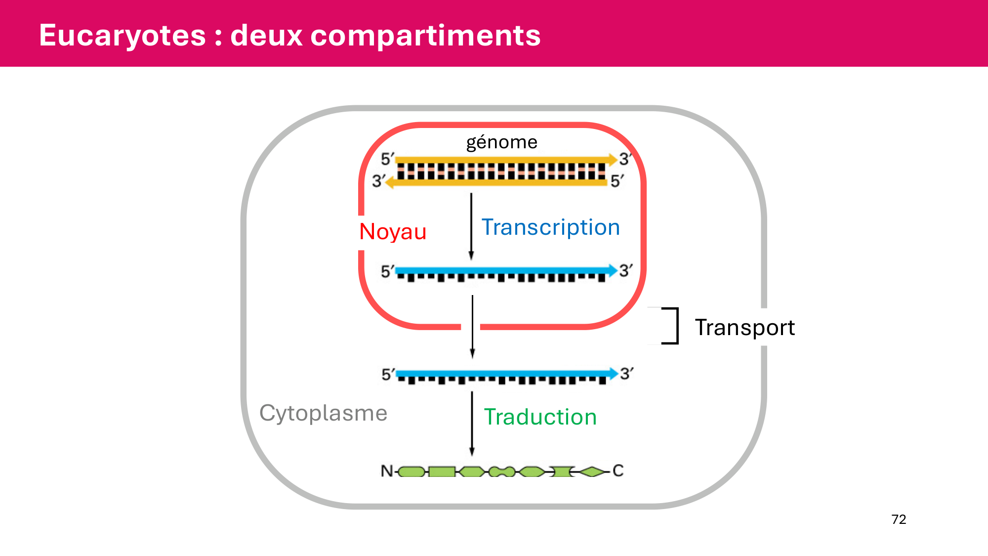 Cours 5 — ARN et transcription page 72