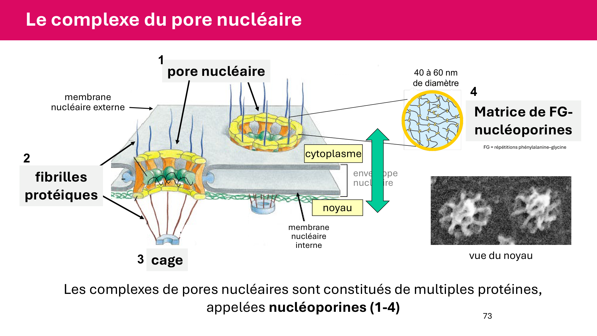 Cours 5 — ARN et transcription page 73