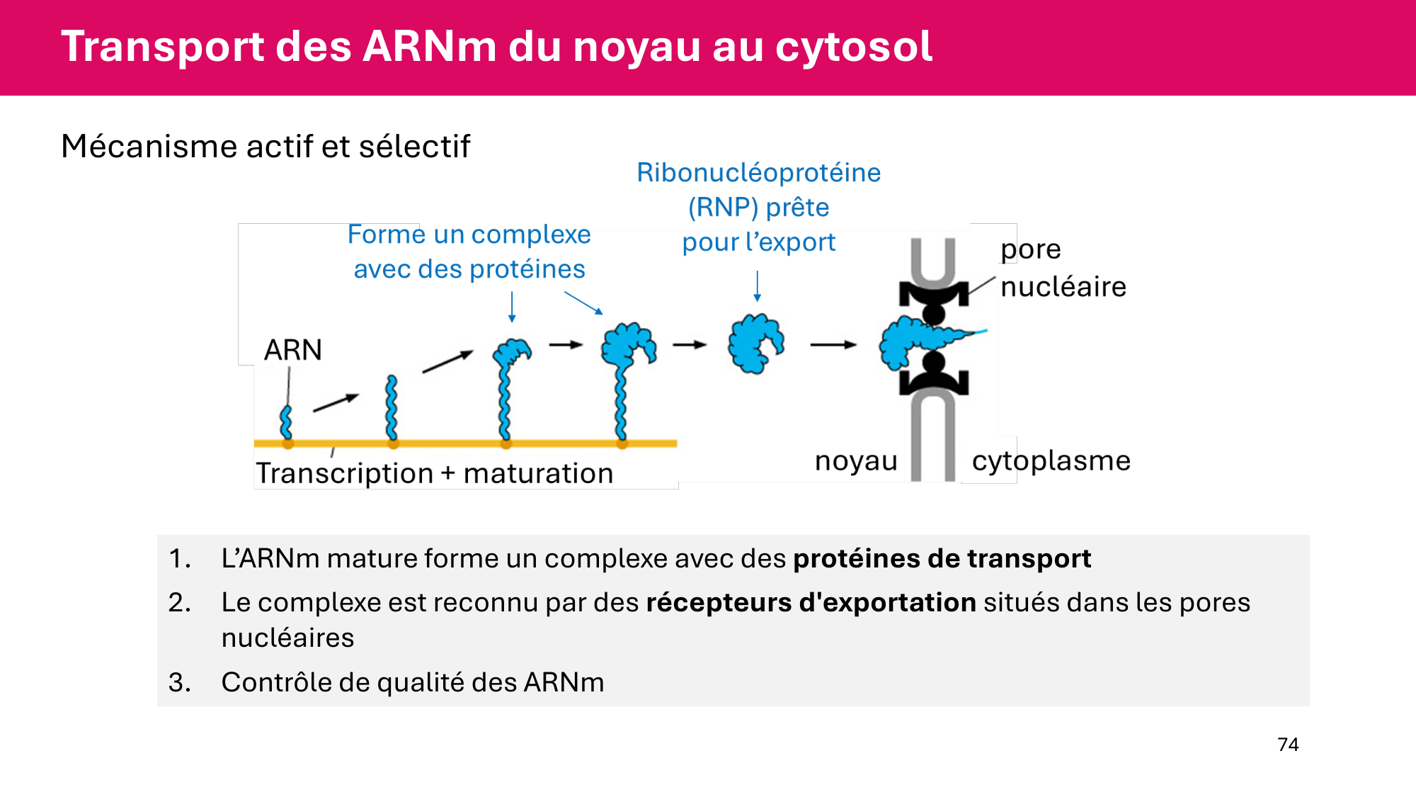 Cours 5 — ARN et transcription page 74