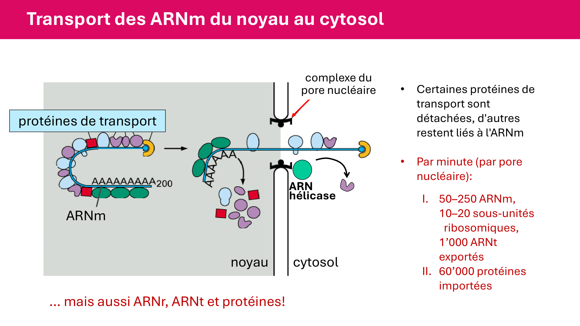 Cours 5 — ARN et transcription page 75