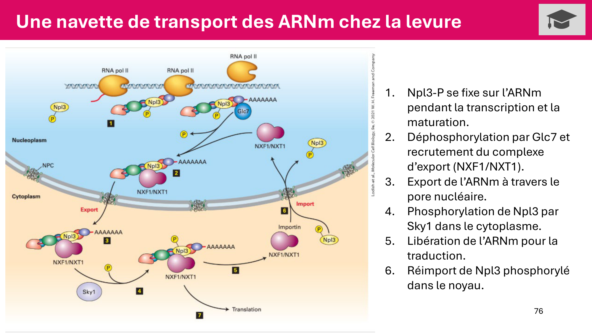 Cours 5 — ARN et transcription page 76