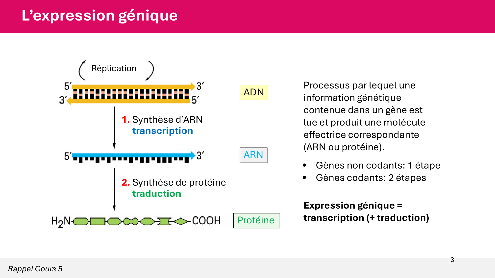 Cours 6 — Régulation de l’expression génique page 3