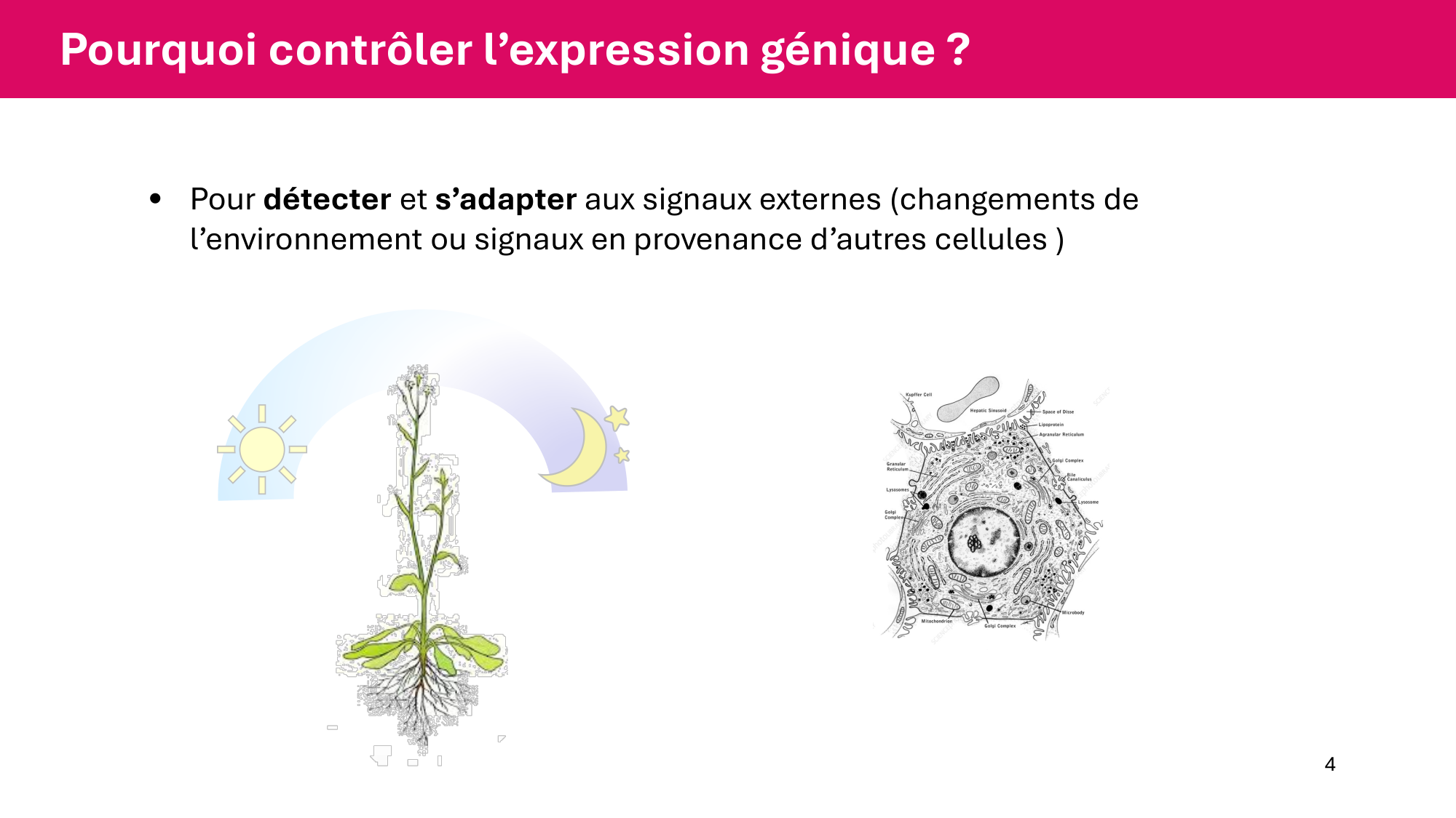Cours 6 — Régulation de l’expression génique page 4