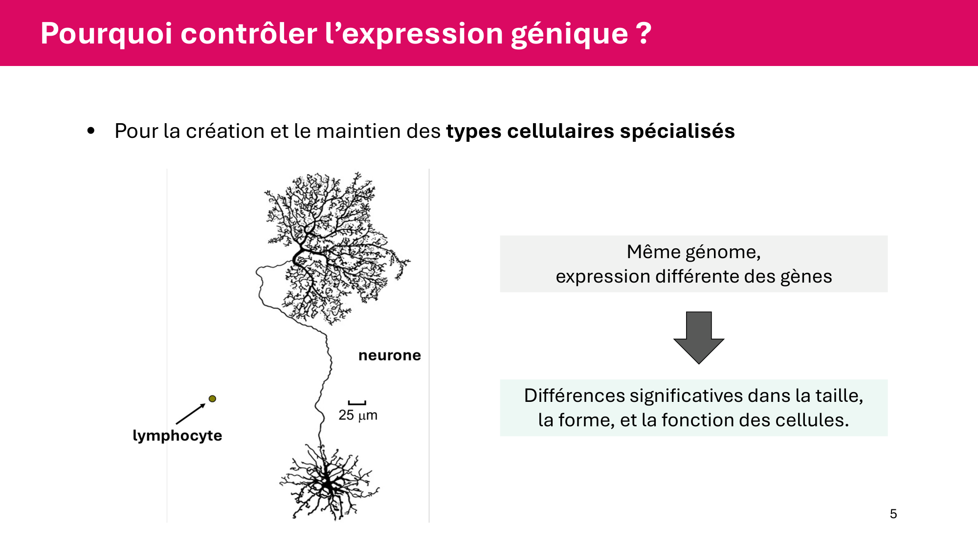 Cours 6 — Régulation de l’expression génique page 5