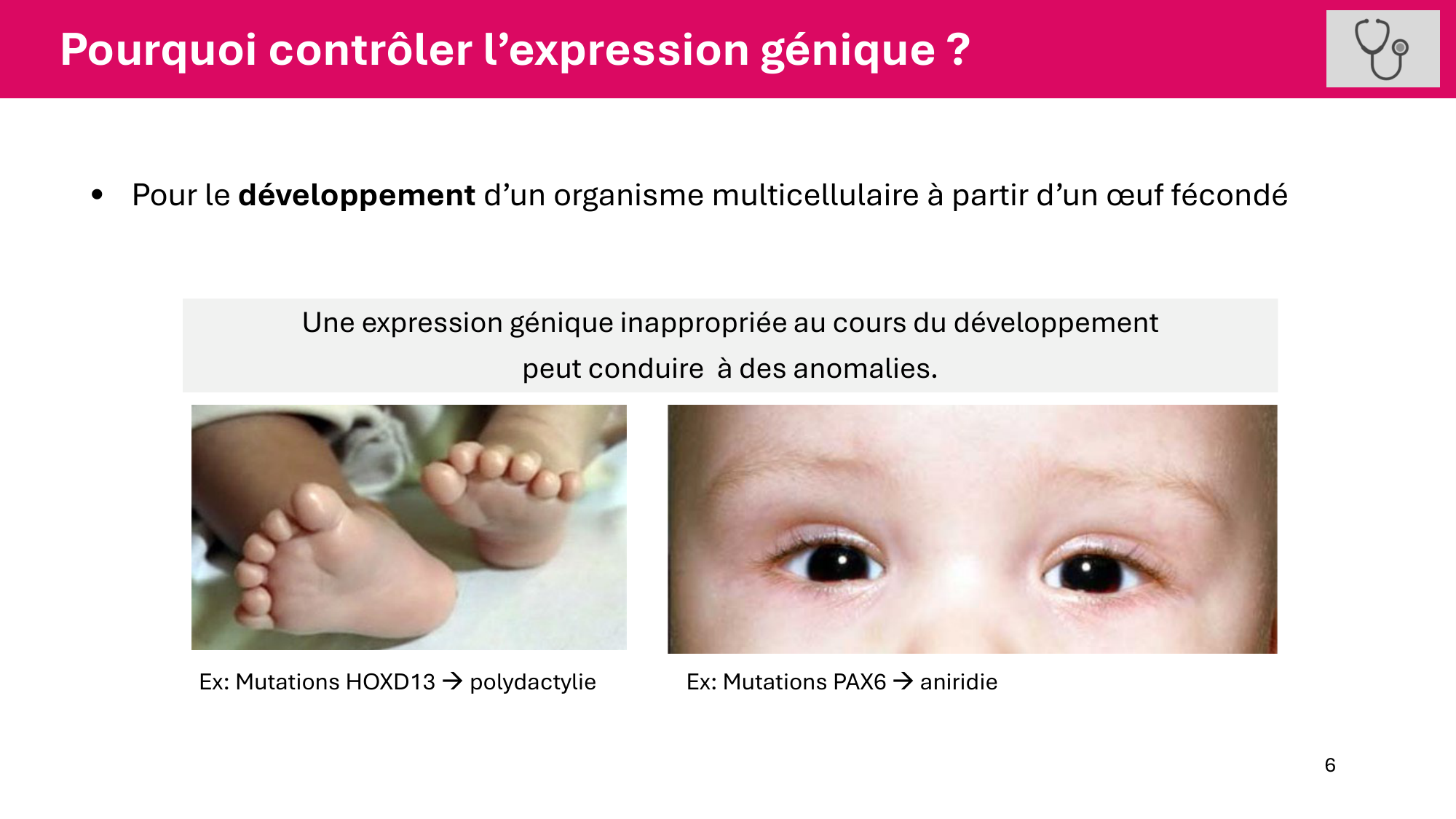 Cours 6 — Régulation de l’expression génique page 6
