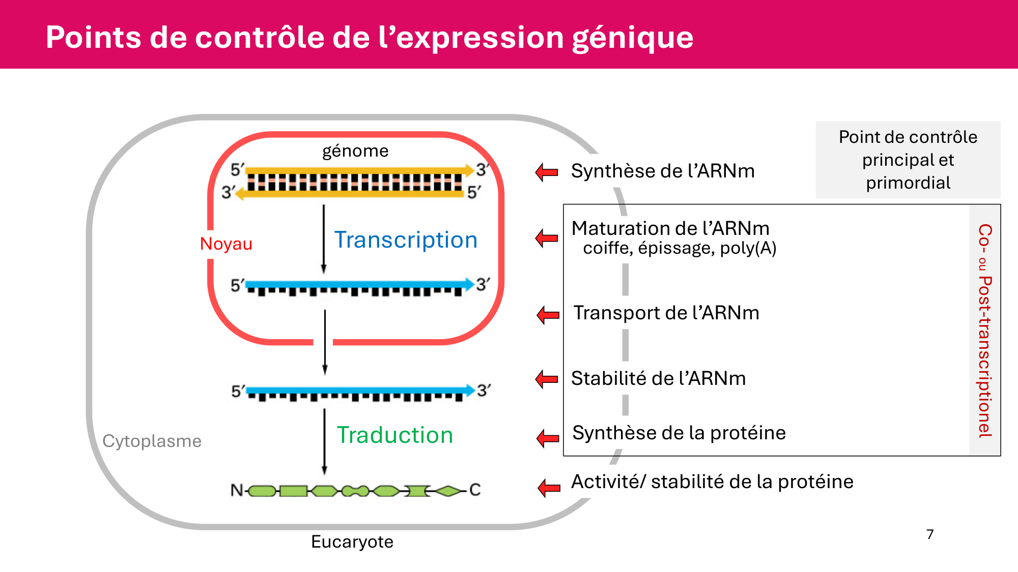 Cours 6 — Régulation de l’expression génique page 7