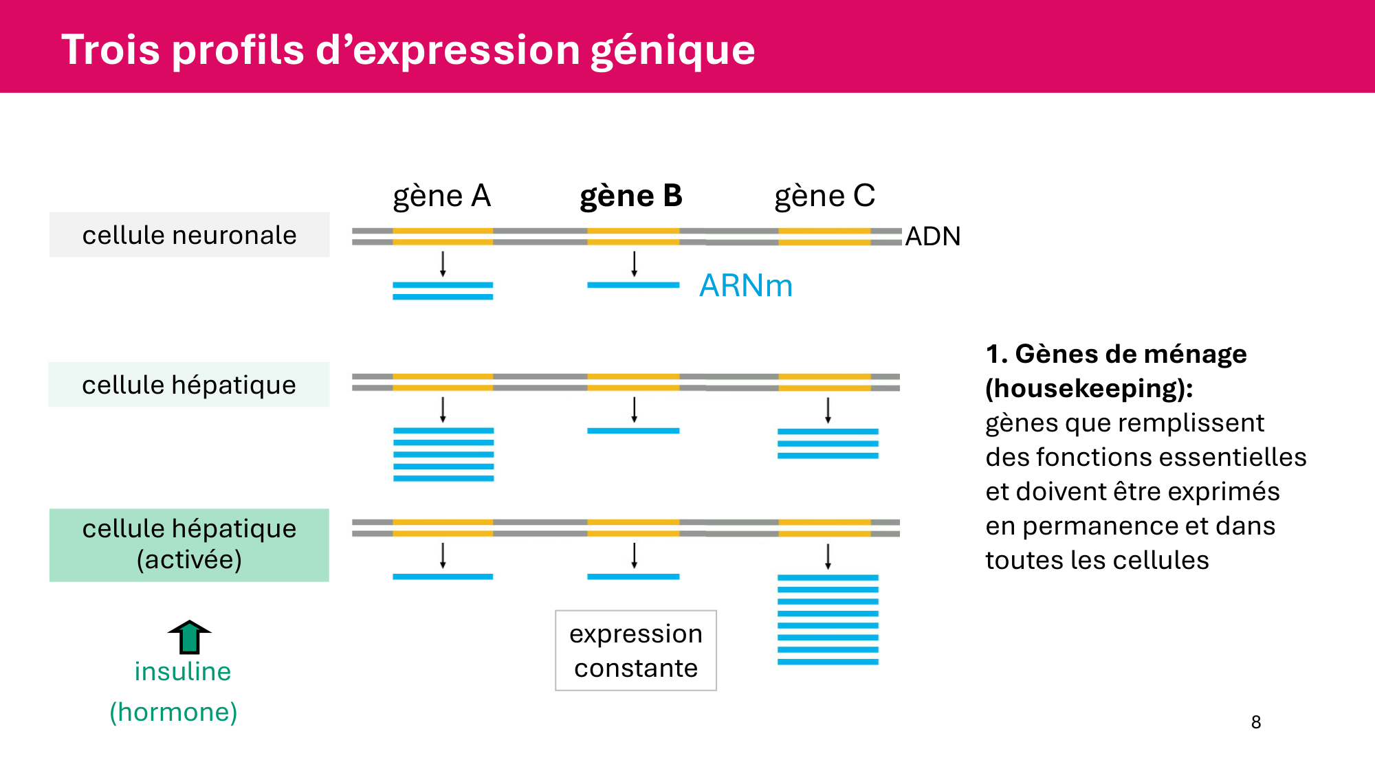 Cours 6 — Régulation de l’expression génique page 8