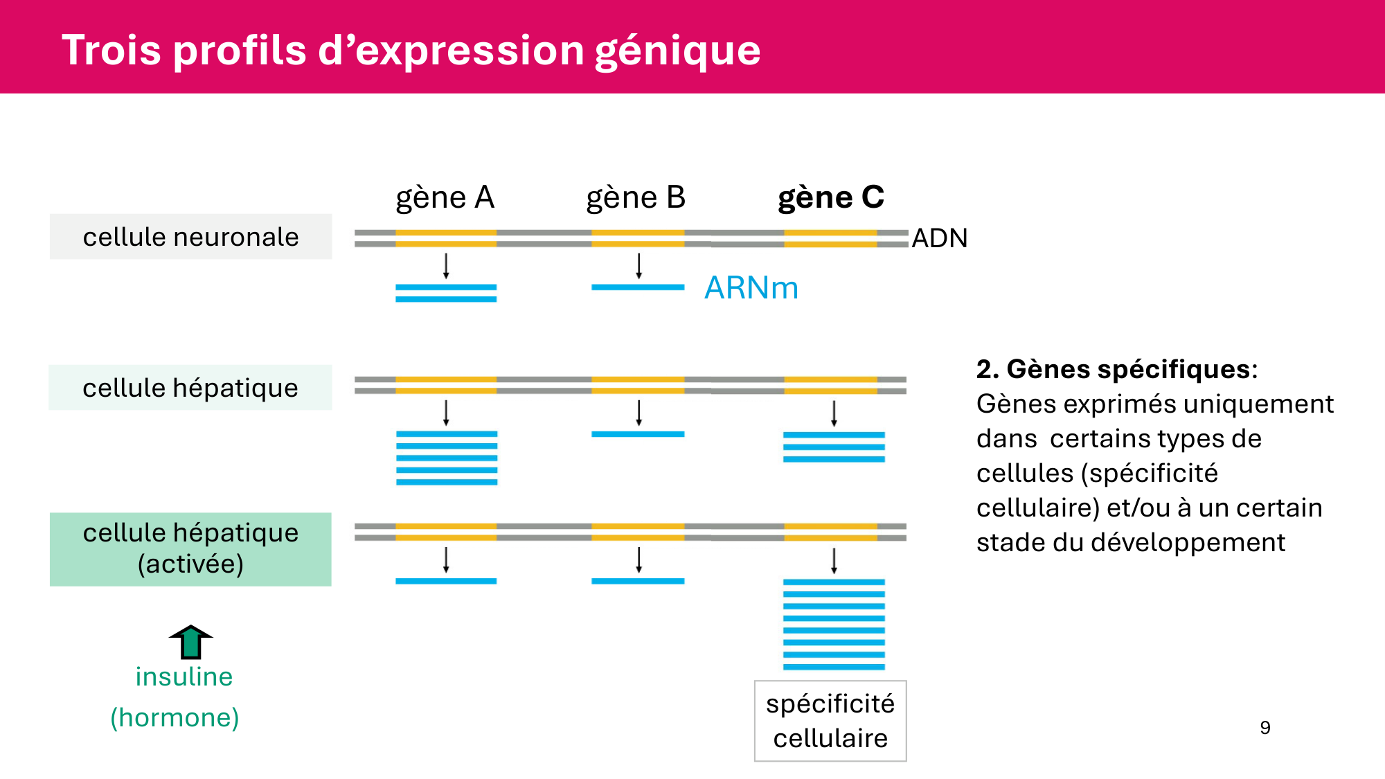 Cours 6 — Régulation de l’expression génique page 9