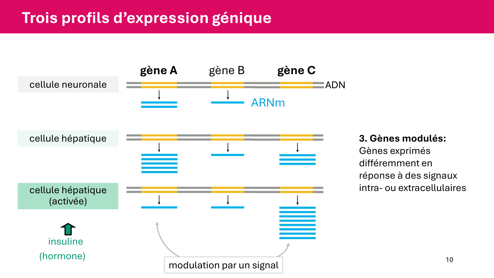 Cours 6 — Régulation de l’expression génique page 10