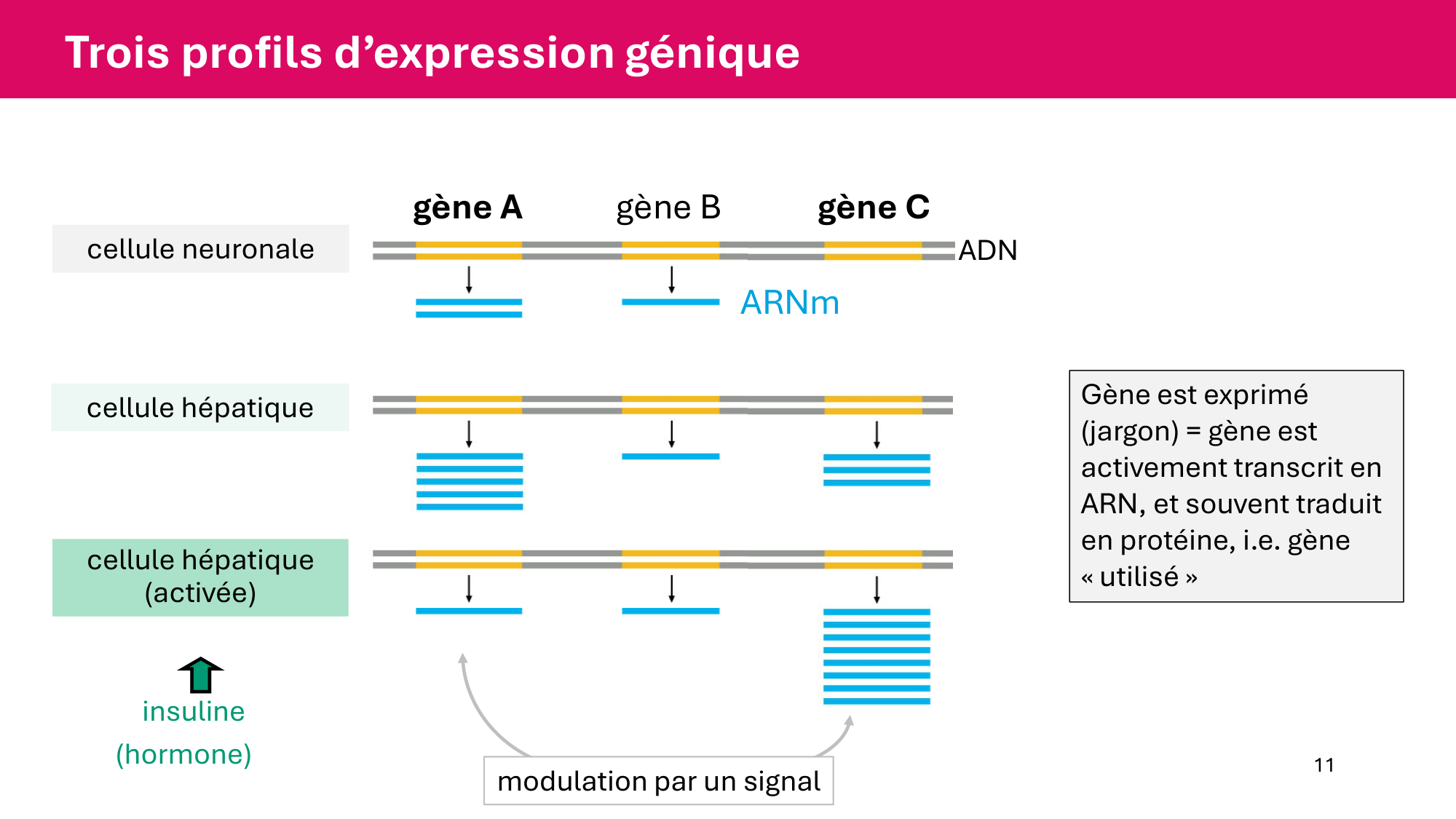 Cours 6 — Régulation de l’expression génique page 11