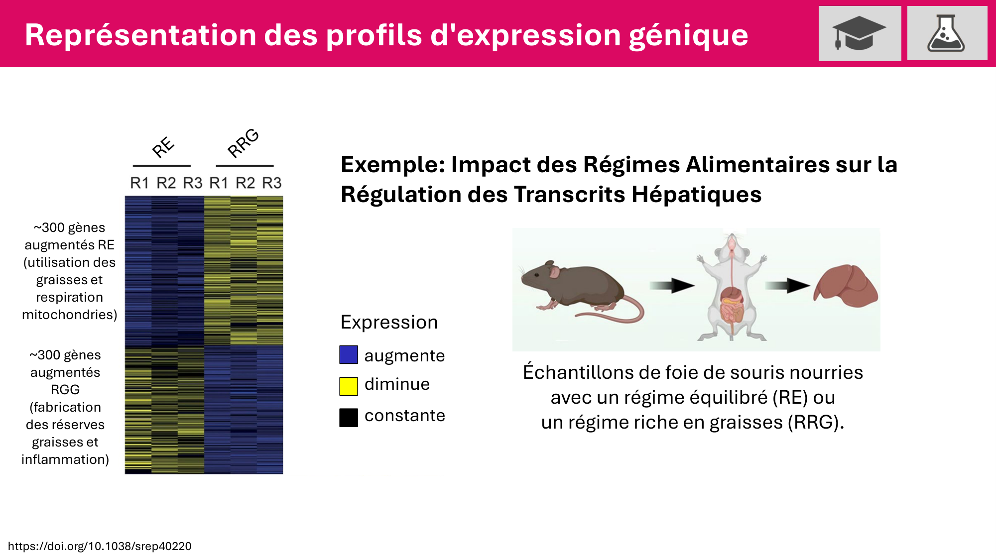 Cours 6 — Régulation de l’expression génique page 14