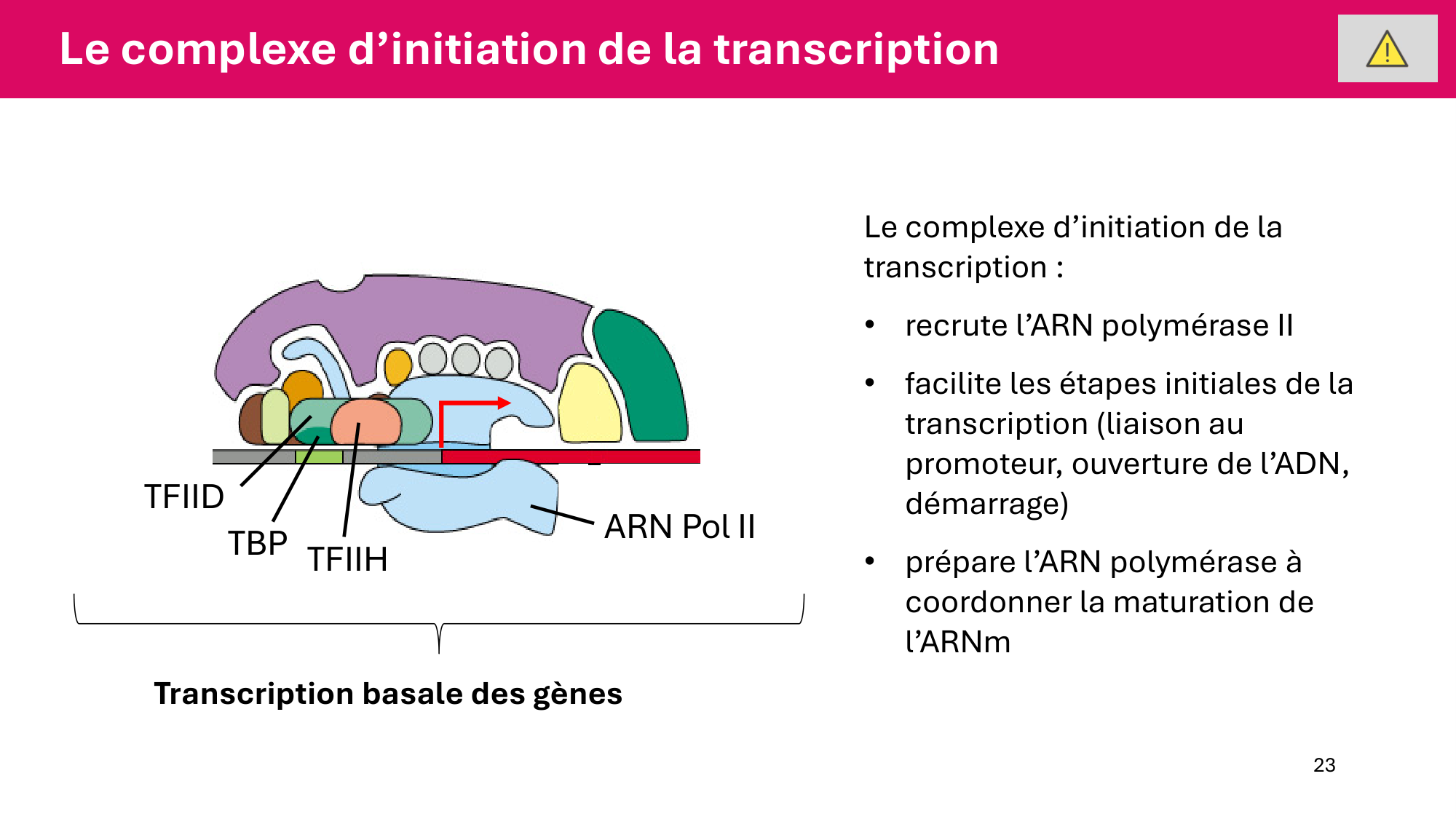 Cours 6 — Régulation de l’expression génique page 23