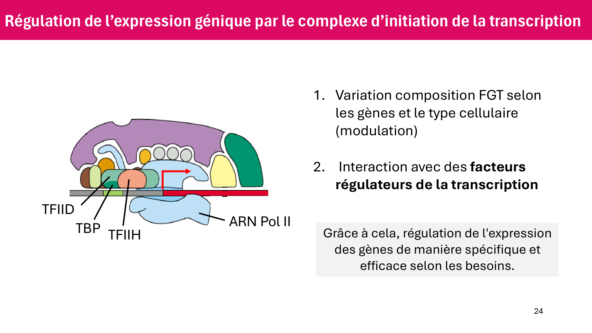 Cours 6 — Régulation de l’expression génique page 24
