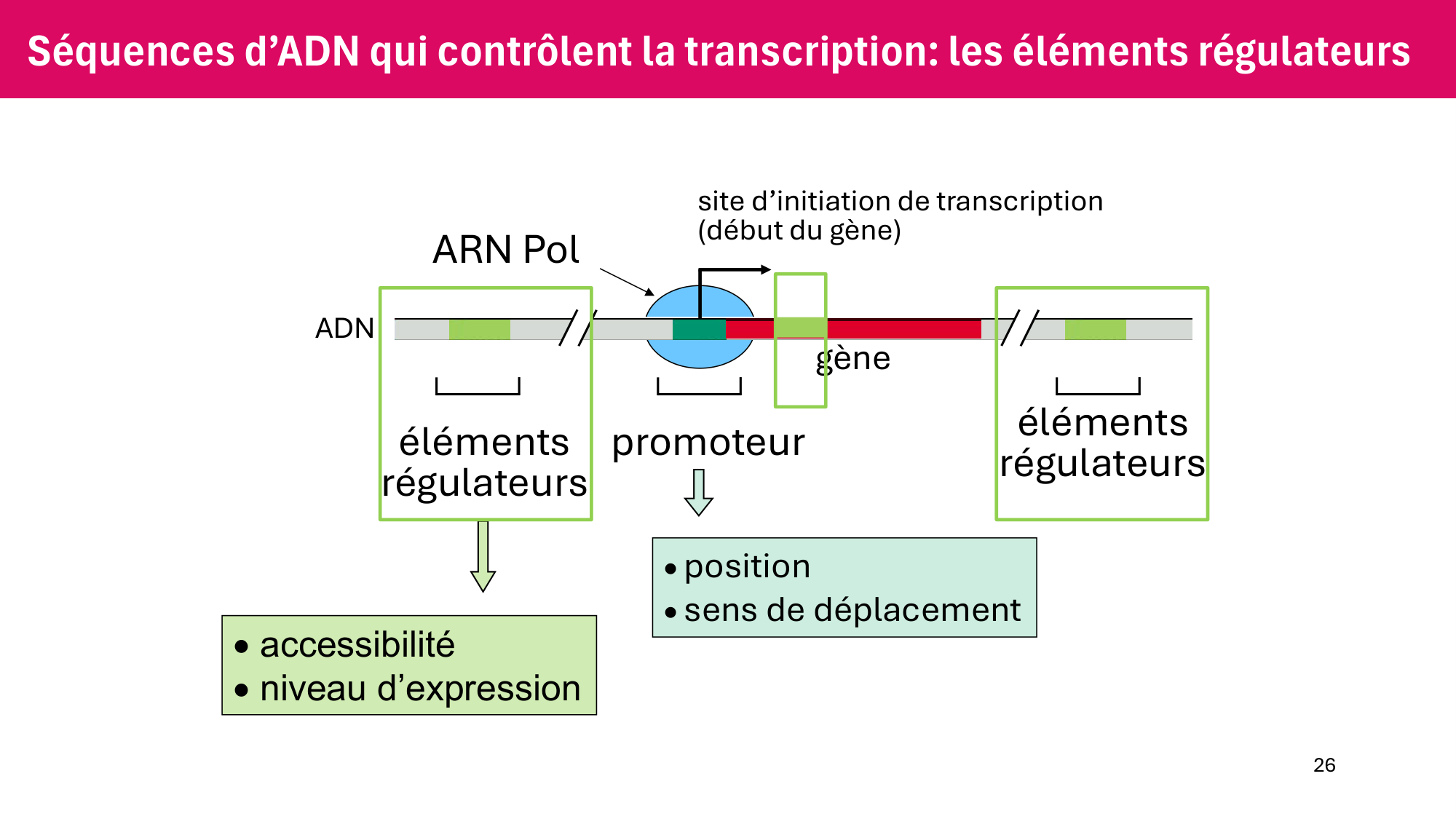 Cours 6 — Régulation de l’expression génique page 26